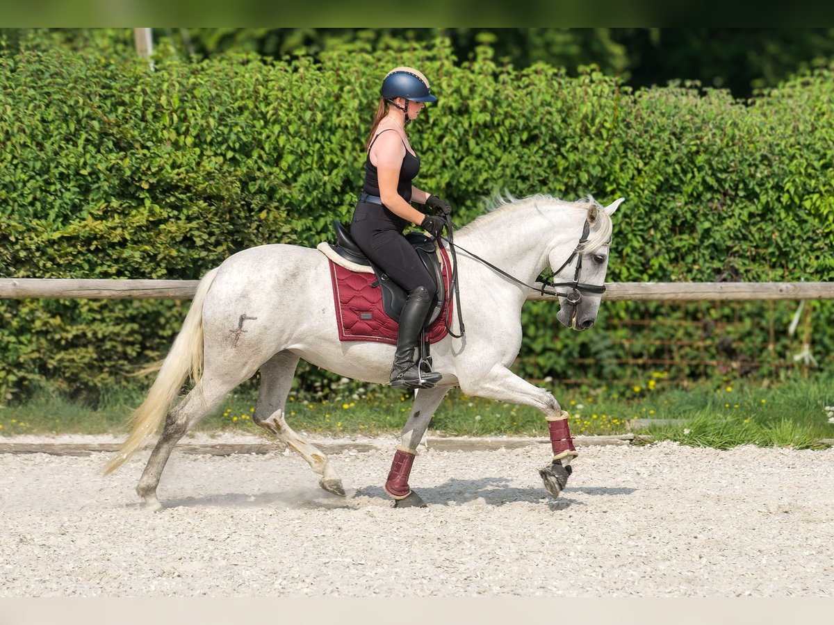 PRE Mare 5 years 15 hh Grey in Neustadt (Wied)