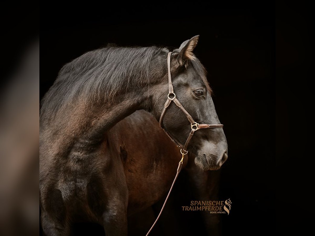 PRE Mare 5 years 15,2 hh Black in Traventhal