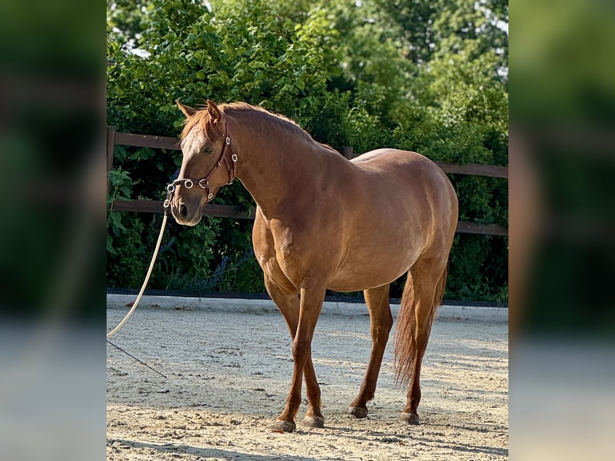 PRE Mare 5 years 15,2 hh Chestnut-Red in StahnsdorfStahnsdorf