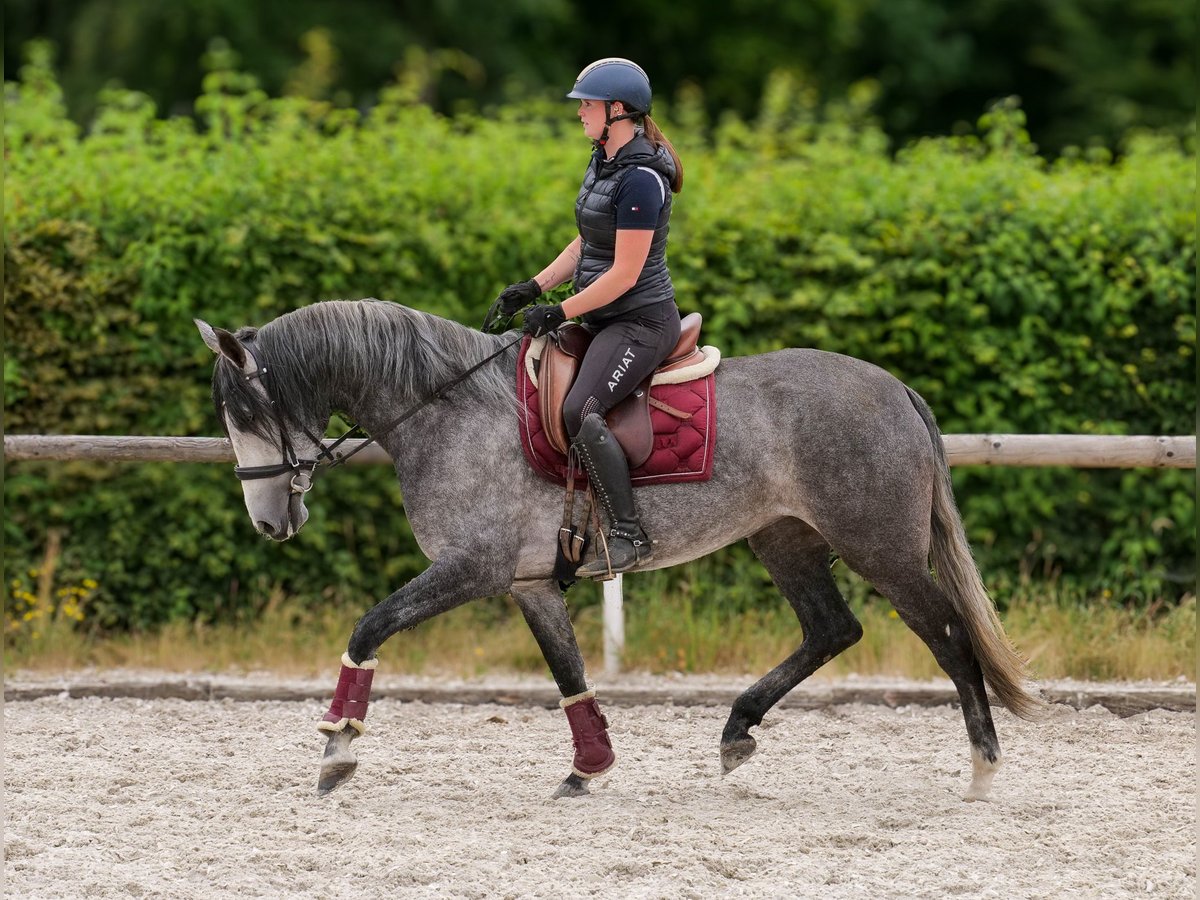 PRE Mix Mare 5 years 15,2 hh Grey-Blue-Tan in Neustadt (Wied)