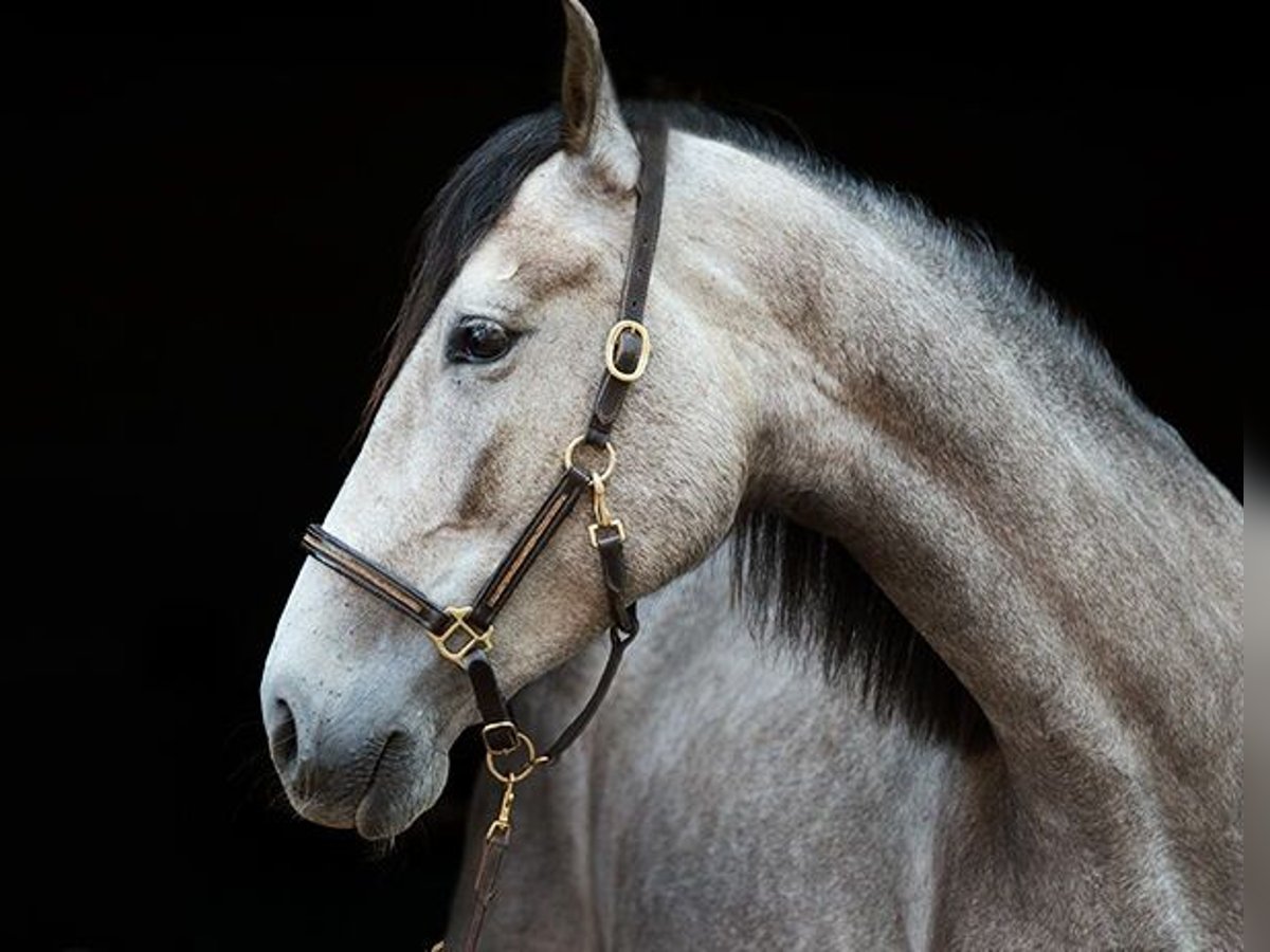 PRE Mix Mare 5 years 15,2 hh Grey-Red-Tan in M&#xFC;ckeln
