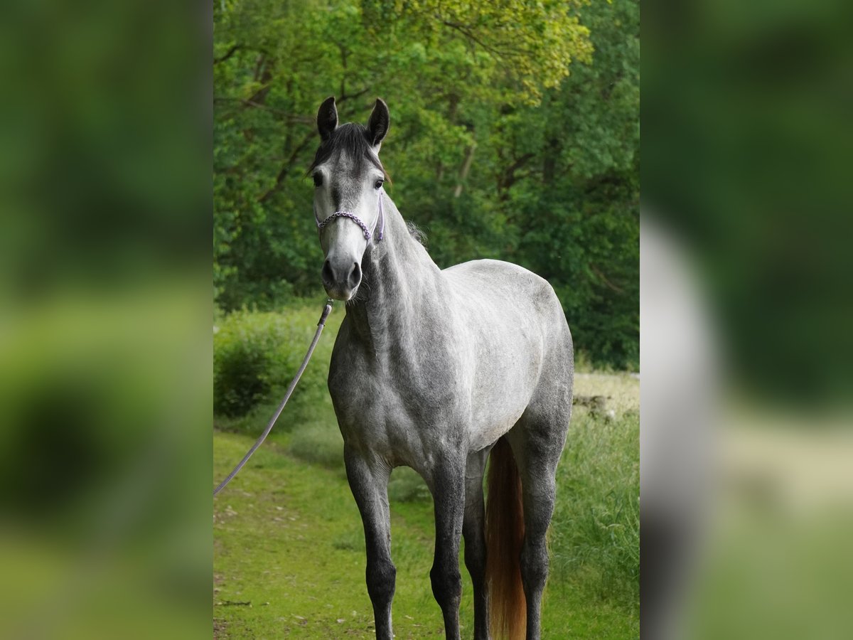 PRE Mare 5 years 15,3 hh Gray-Dapple in Nastätten