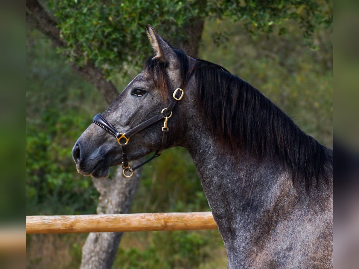 PRE Mare 5 years 15,3 hh Grey in Manacor