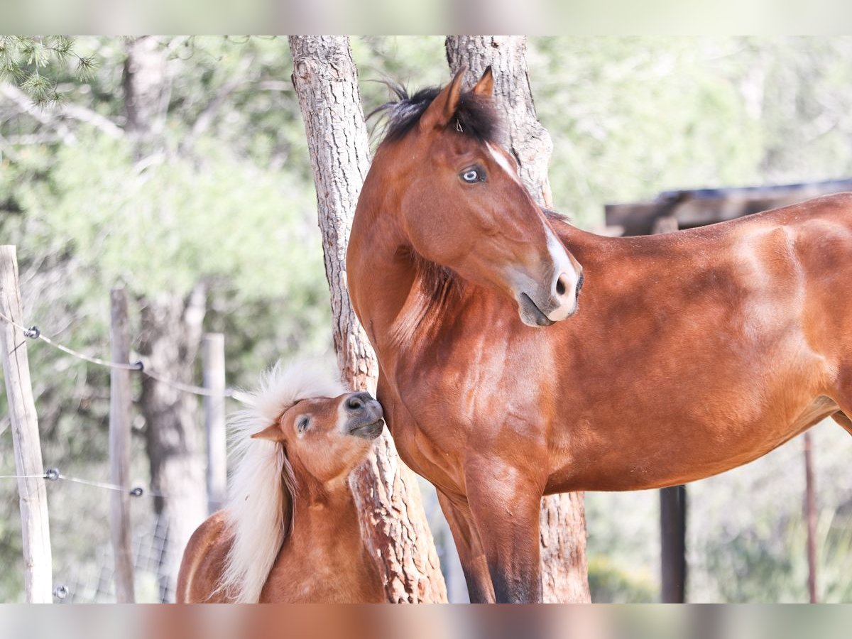 PRE Mare 5 years 16,1 hh Bay in Alcoi/Alcoy
