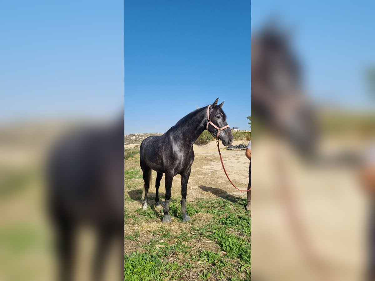 PRE Mare 5 years 16,1 hh Gray in Sutullena