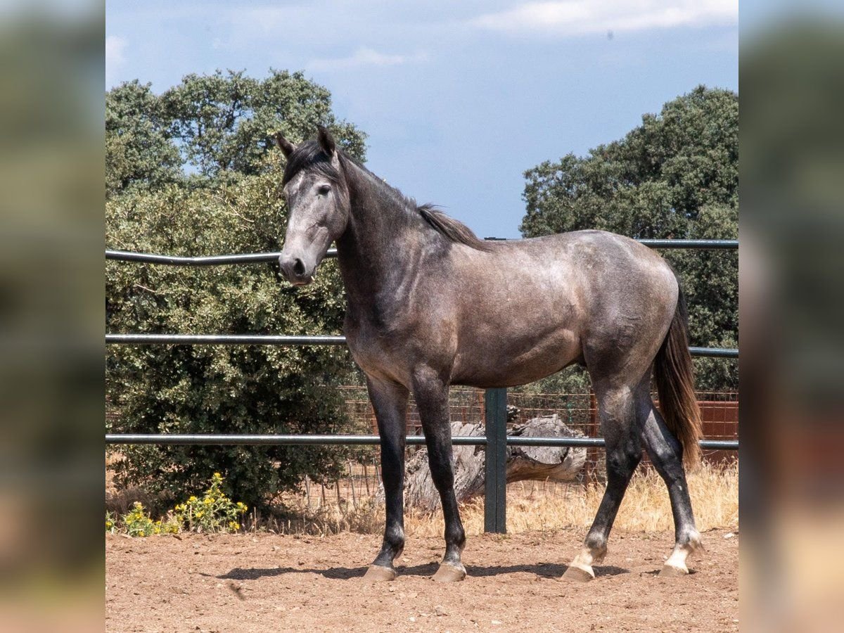 PRE Mix Mare 5 years 16 hh Bay-Dark in esbjerg