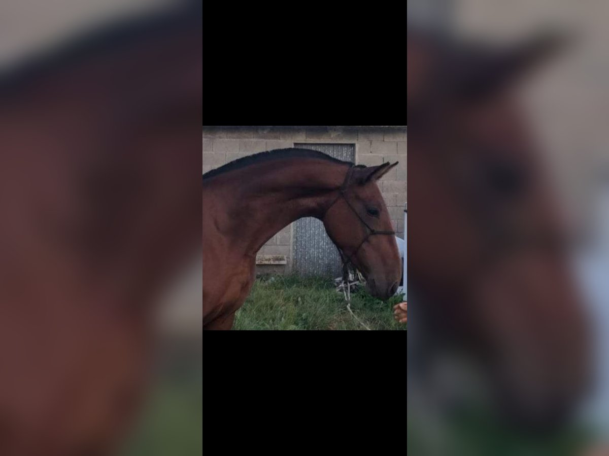 PRE Mare 5 years 16 hh Bay in Verin