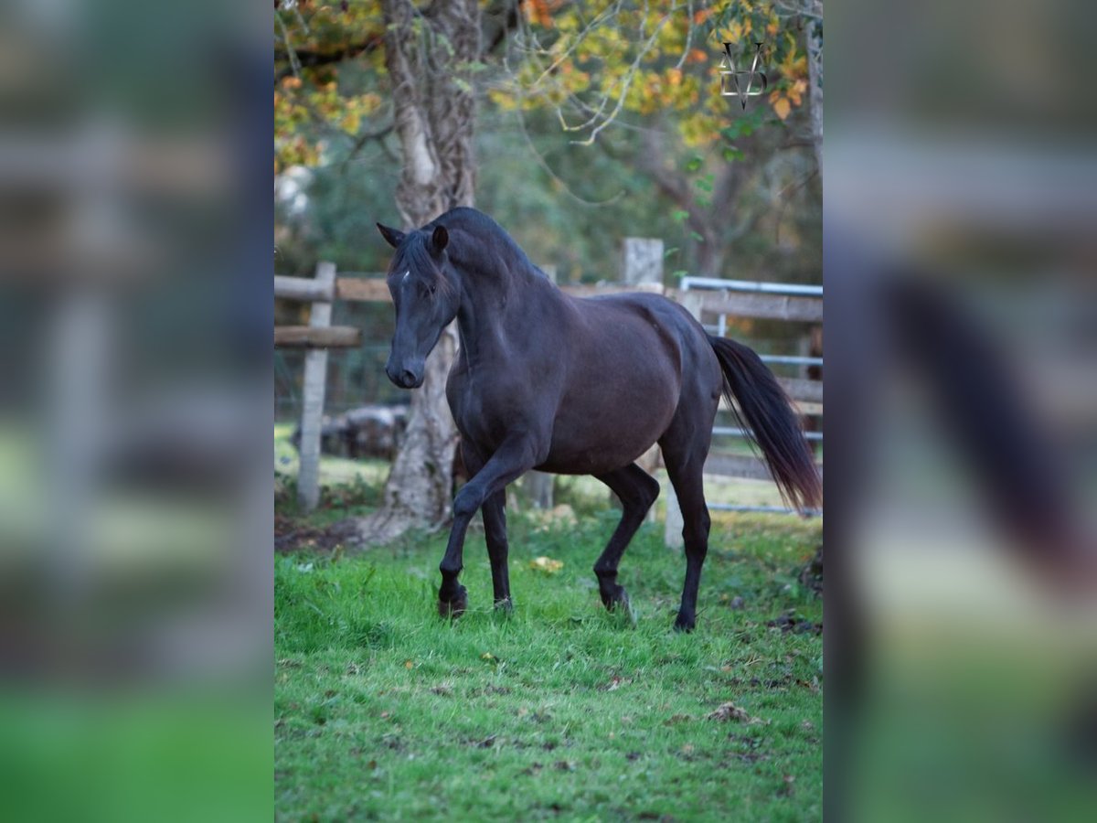 PRE Mix Mare 5 years 16 hh Black in La Vespi&#xE8;re-Friardel