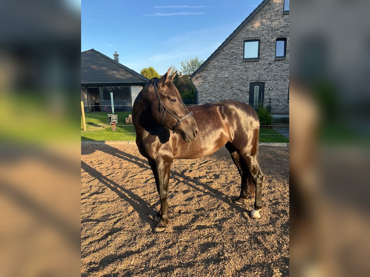 PRE Mare 5 years 16 hh Black in Wittbek