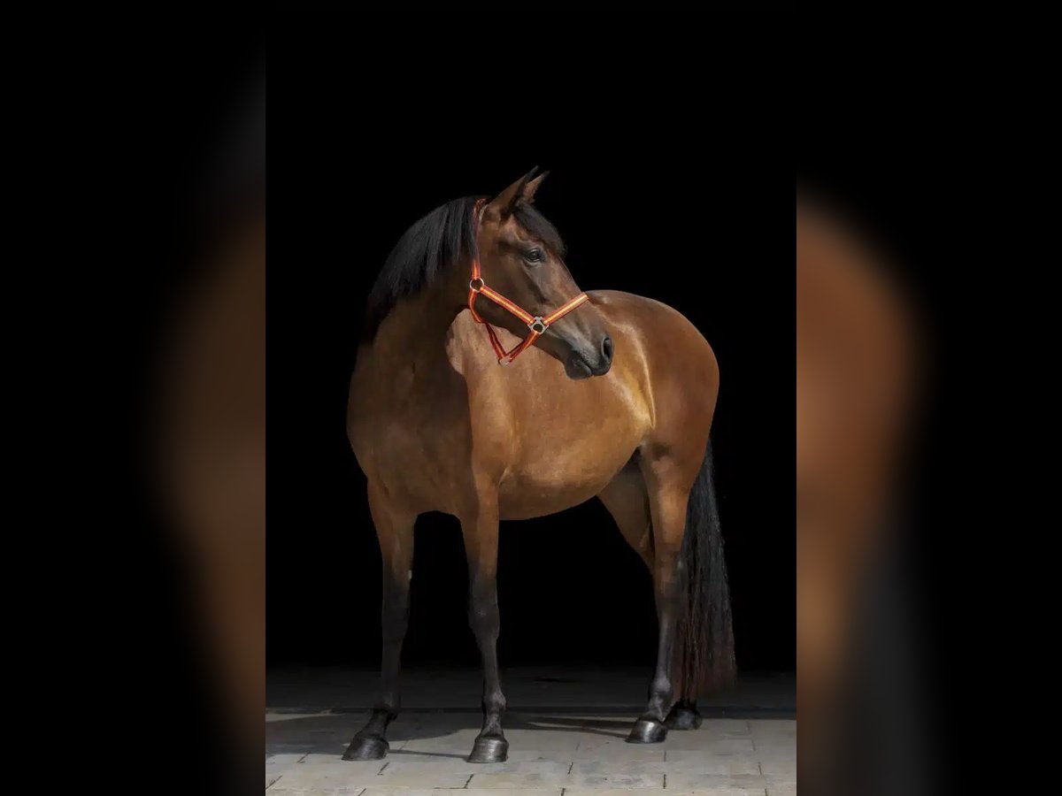 PRE Mare 5 years 16 hh Brown in Ruppichteroth