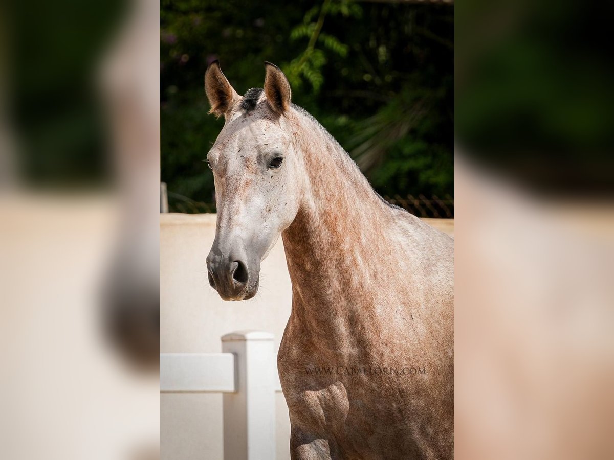 PRE Mix Mare 5 years 16 hh Gray-Red-Tan in Rafelguaraf