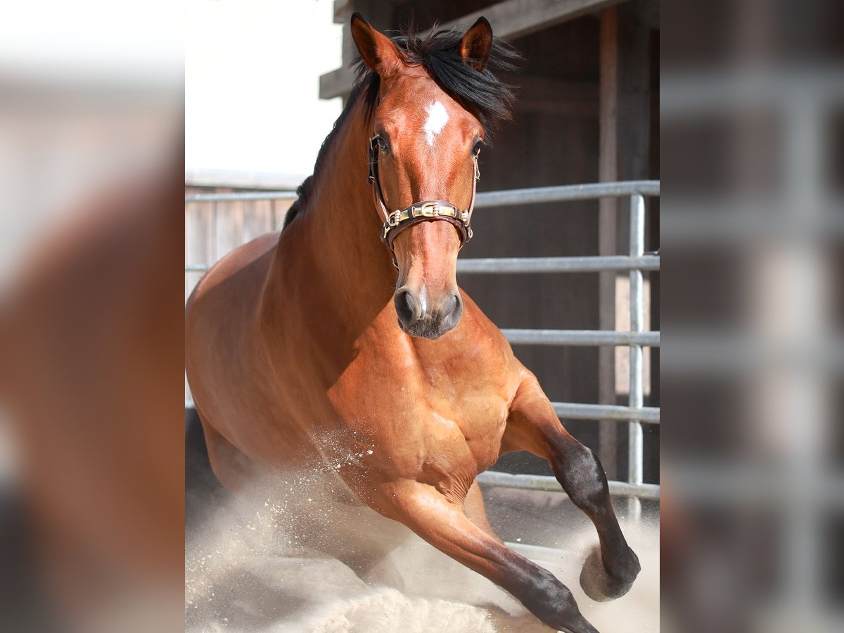 PRE Mix Mare 5 years 16,2 hh Brown in Bad Sooden-Allendorf