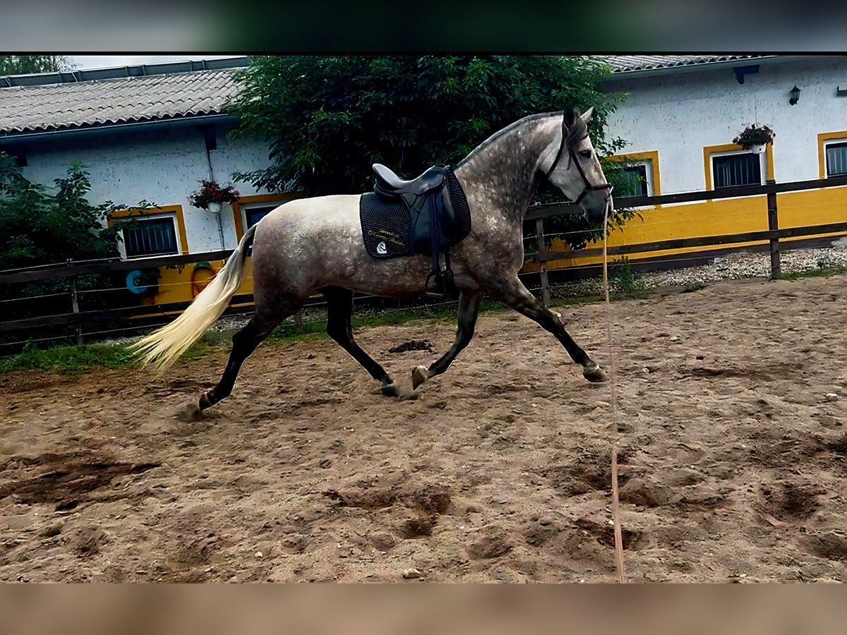 PRE Mix Mare 5 years 16,2 hh Brown Falb mold in Polenz