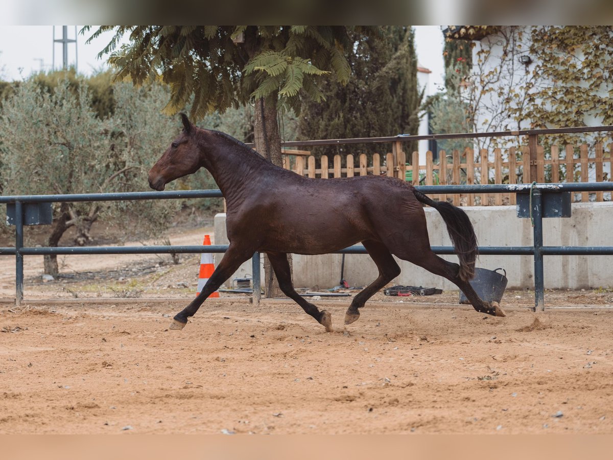 PRE Mare 5 years Brown in Bollullos Par Del Condado