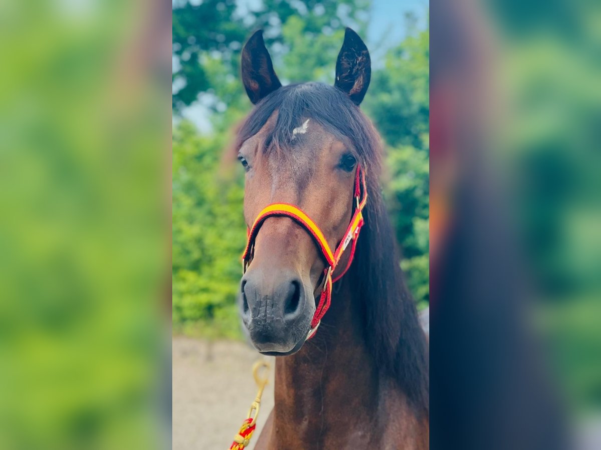 PRE Mix Mare 6 years 15,2 hh Bay-Dark in Ellerhoop