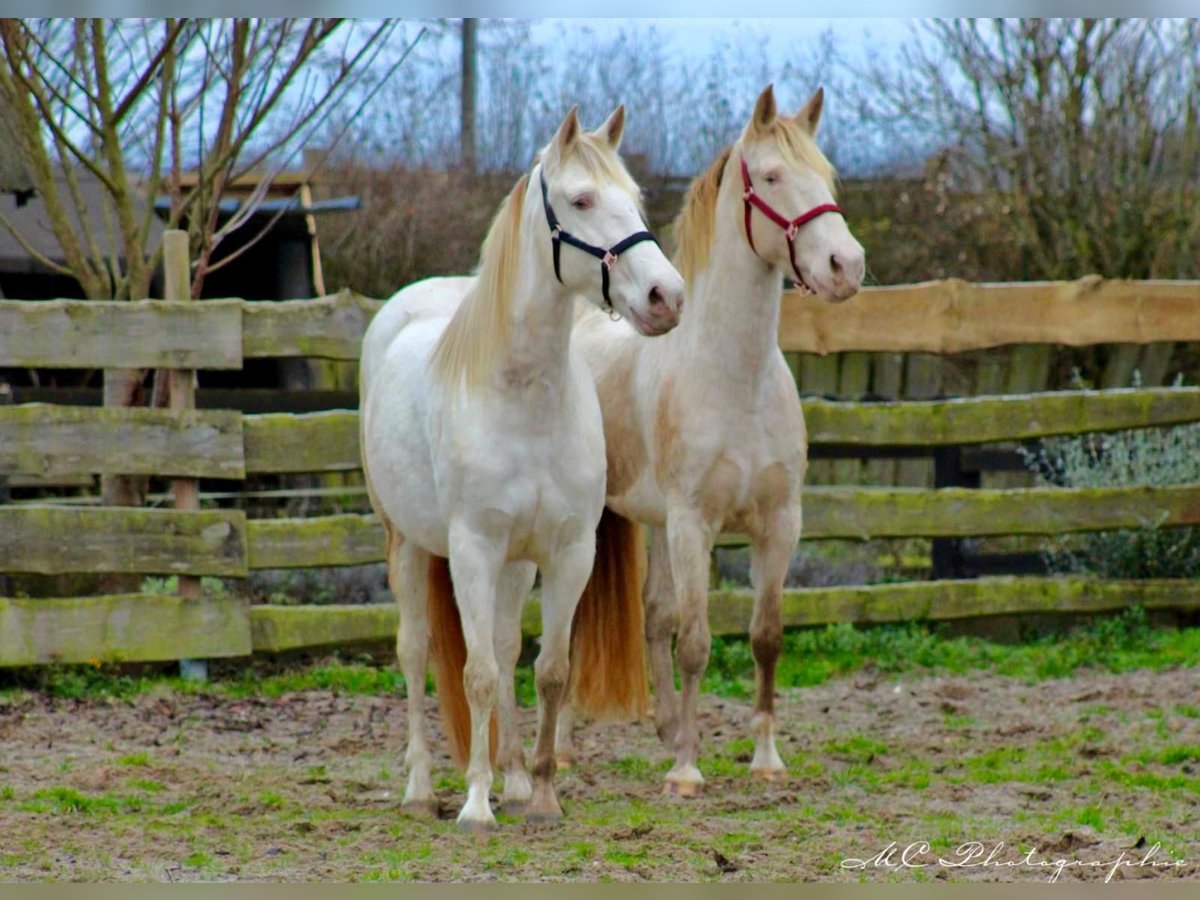 PRE Mare 6 years 15,2 hh Pearl in Polenz