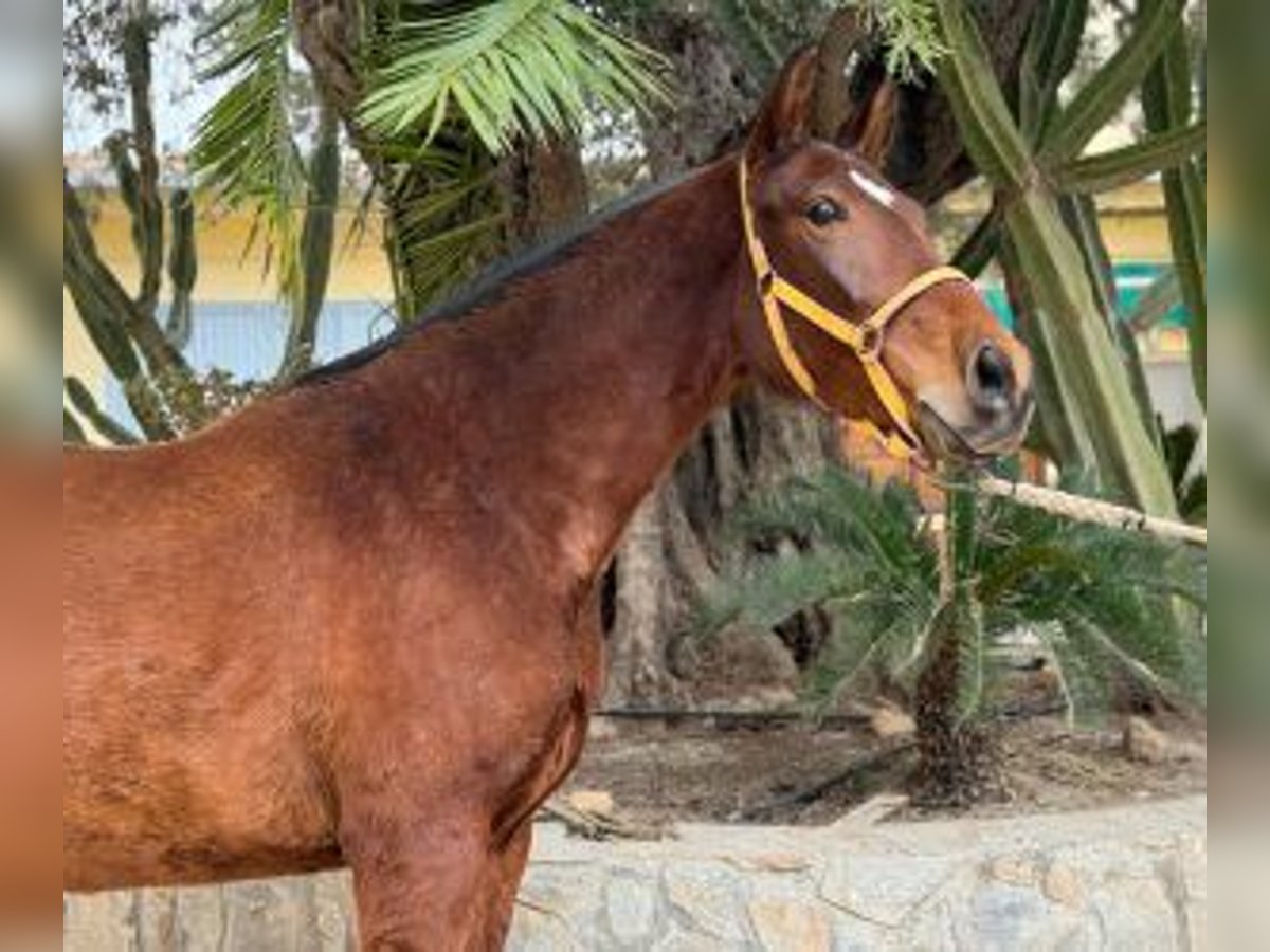 PRE Mix Mare 6 years 15,3 hh Bay in Alicante