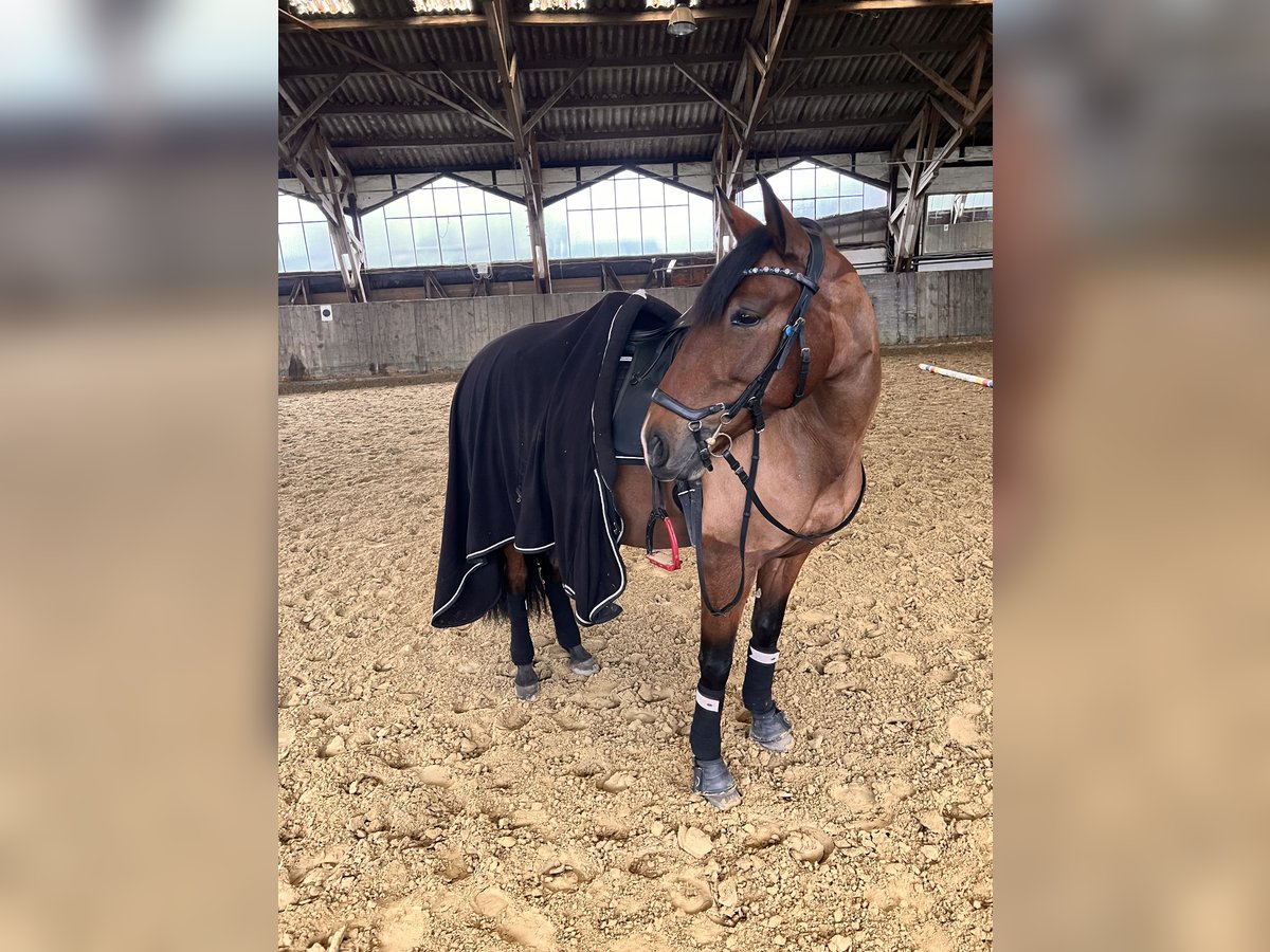 PRE Mare 6 years 15 hh Brown in Köln