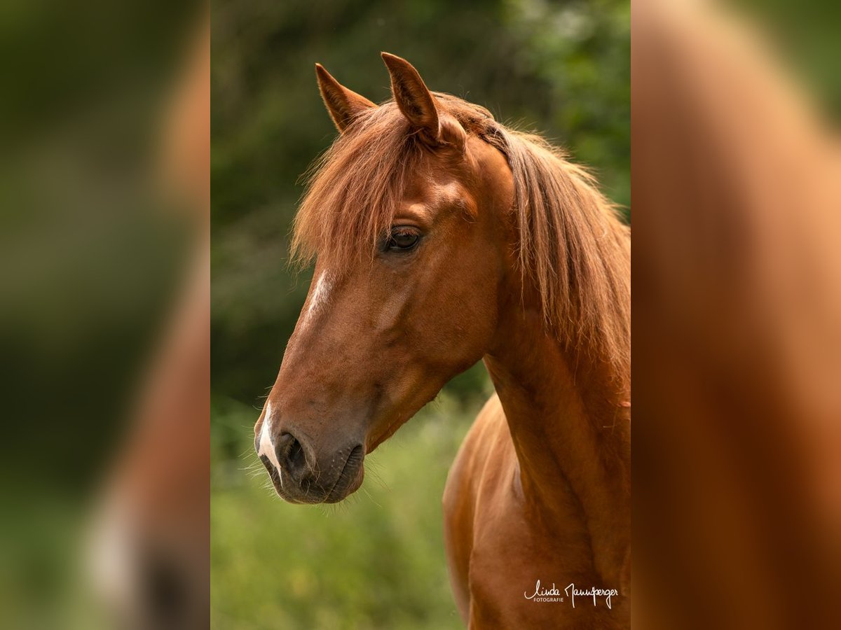 PRE Mare 6 years 15 hh Chestnut-Red in Feuchtwangen