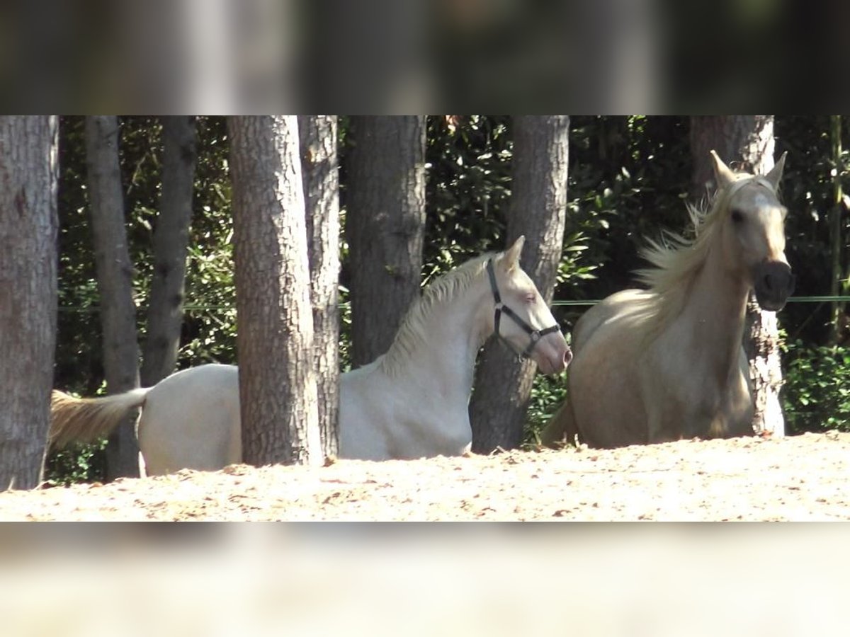 PRE Mix Mare 6 years 15,1 hh Palomino in Pedret i Marz&#xE1;