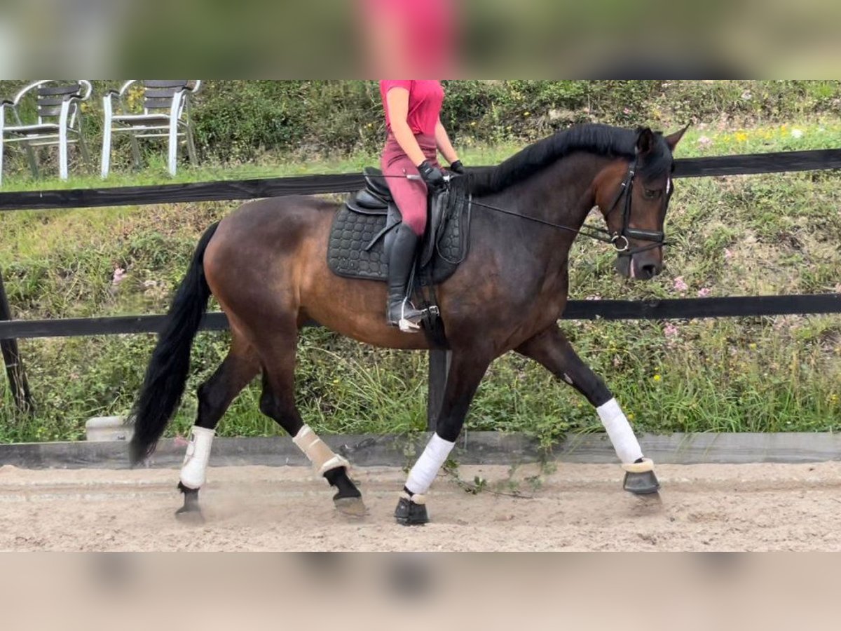 PRE Mix Mare 6 years 16,1 hh Bay in NAVAS DEL MADRONO