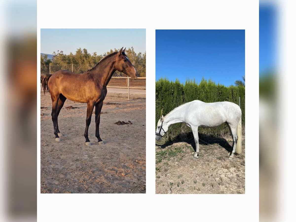 PRE Mix Mare 6 years 16,2 hh Gray in Cañada