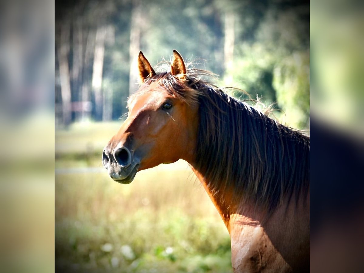 PRE Mix Mare 6 years 16 hh Brown in Dörverden