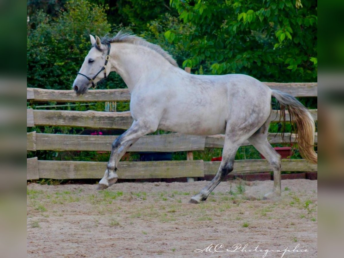 PRE Mix Mare 6 years 16 hh Gray in Brandis