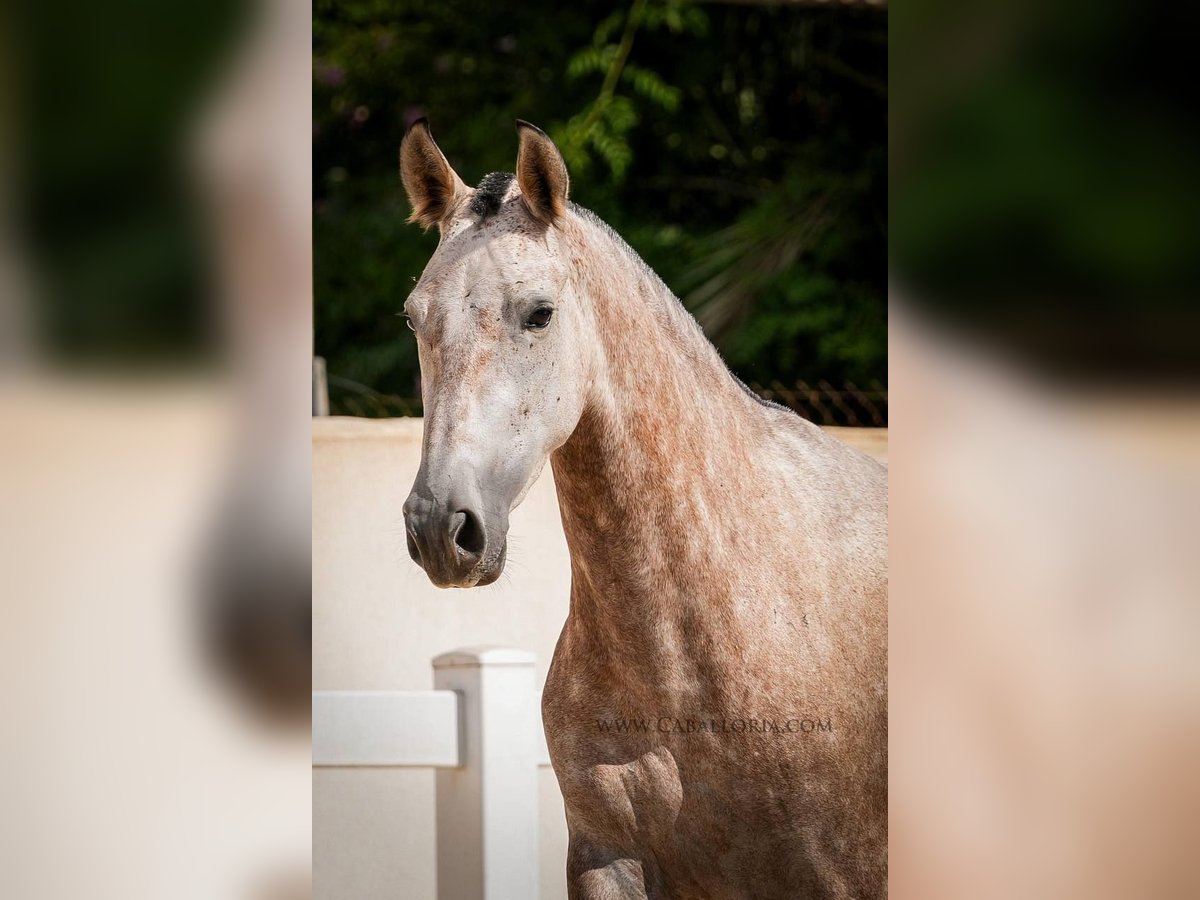 PRE Mix Mare 6 years 16 hh Grey-Red-Tan in Rafelguaraf