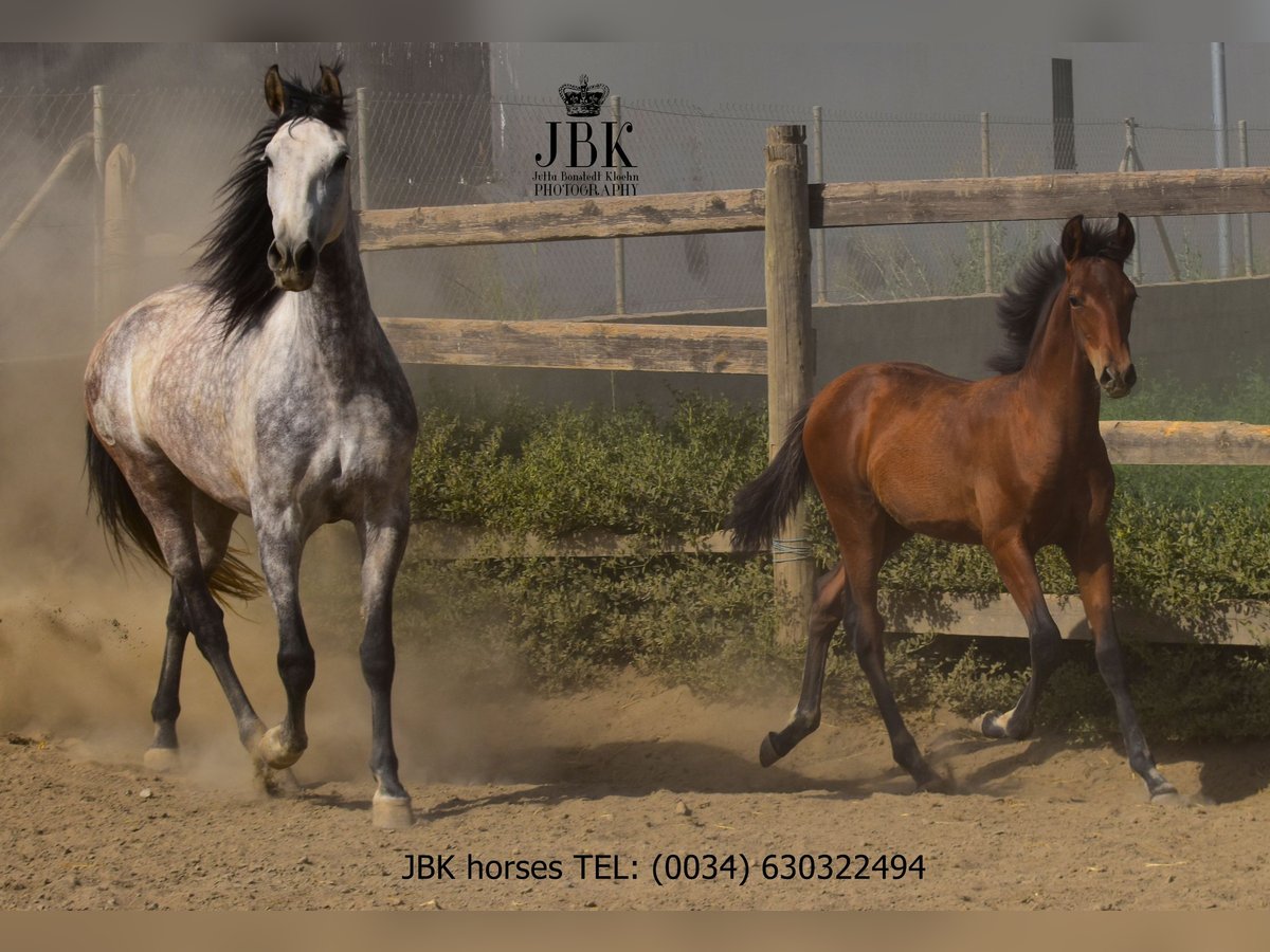 PRE Mix Mare 6 years Gray in Tabernas Almeria
