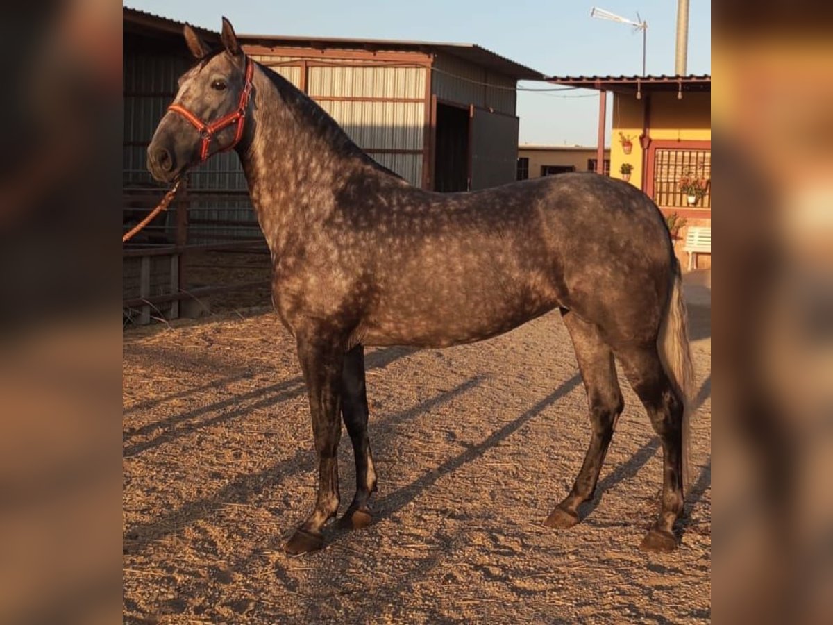 PRE Mix Mare 6 years Grey-Dapple in Oldenburg PRE Mix Mare 6 years Grey-Dapple in Oldenburg