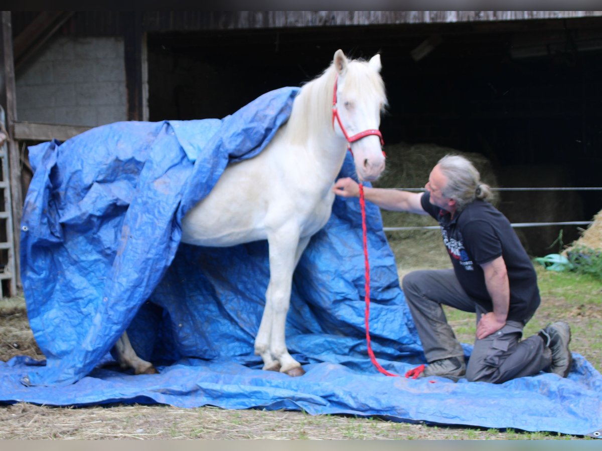 PRE Mix Mare 7 years 14,1 hh Cremello in Gemmerich