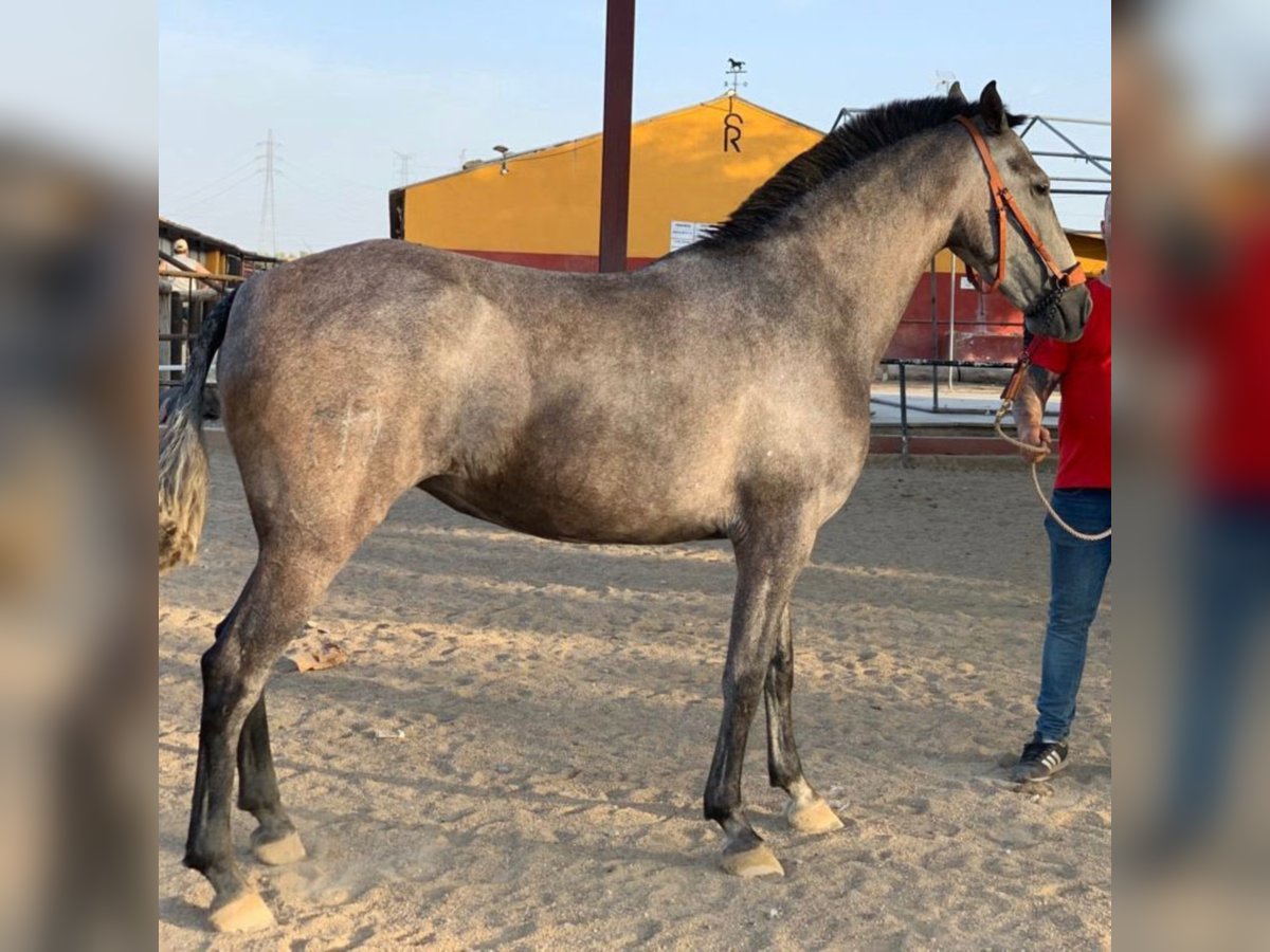 PRE Mix Mare 7 years 15,2 hh Gray in Madrid