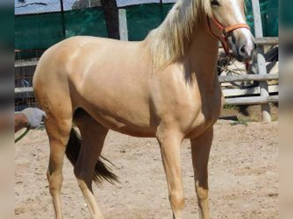 PRE Mix Mare 7 years 15,2 hh Overo-all-colors in Alicante