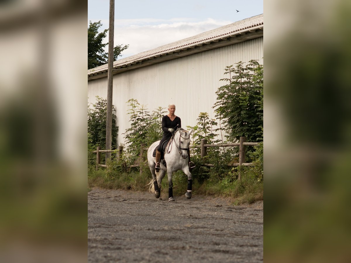 PRE Mix Mare 7 years 15,3 hh Gray in Handewitt