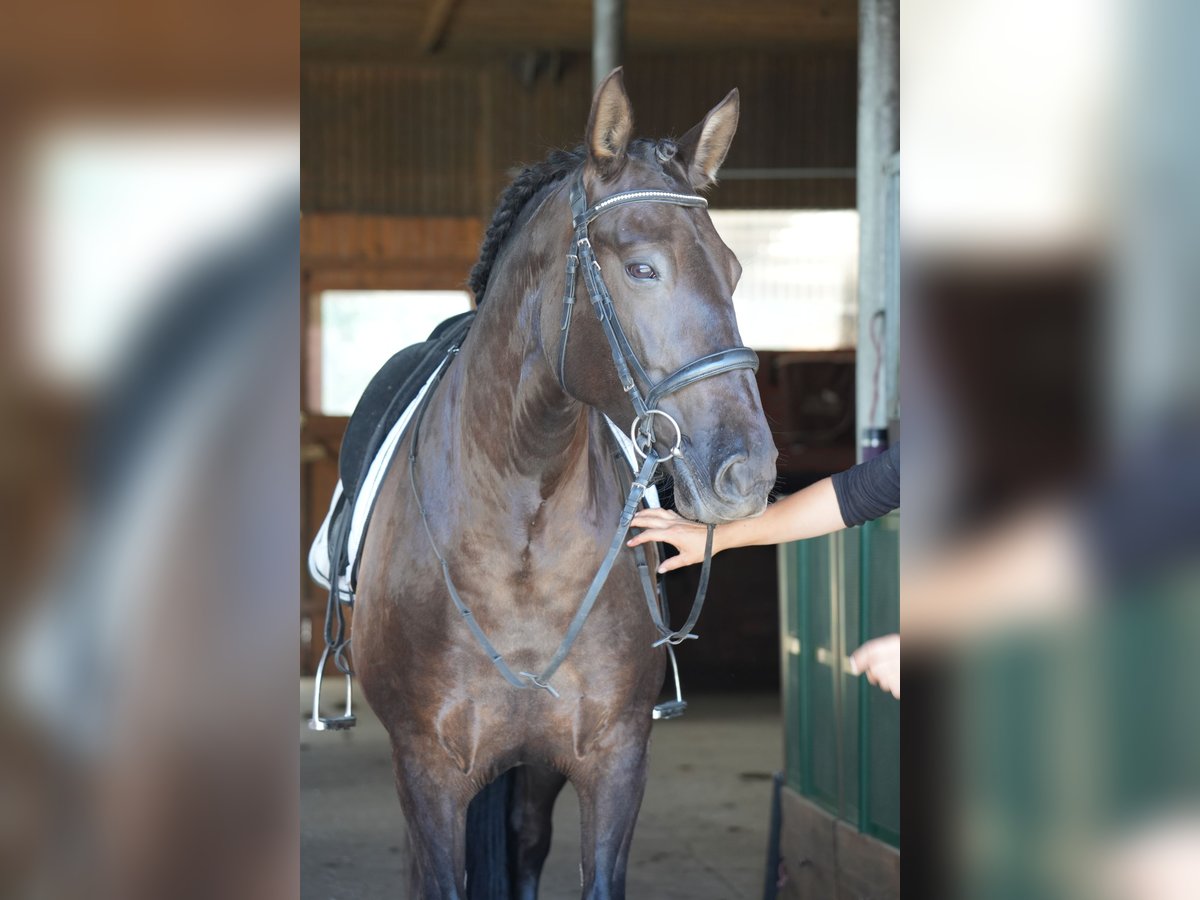 PRE Mare 7 years 15,2 hh Black in Br&#xF6;then