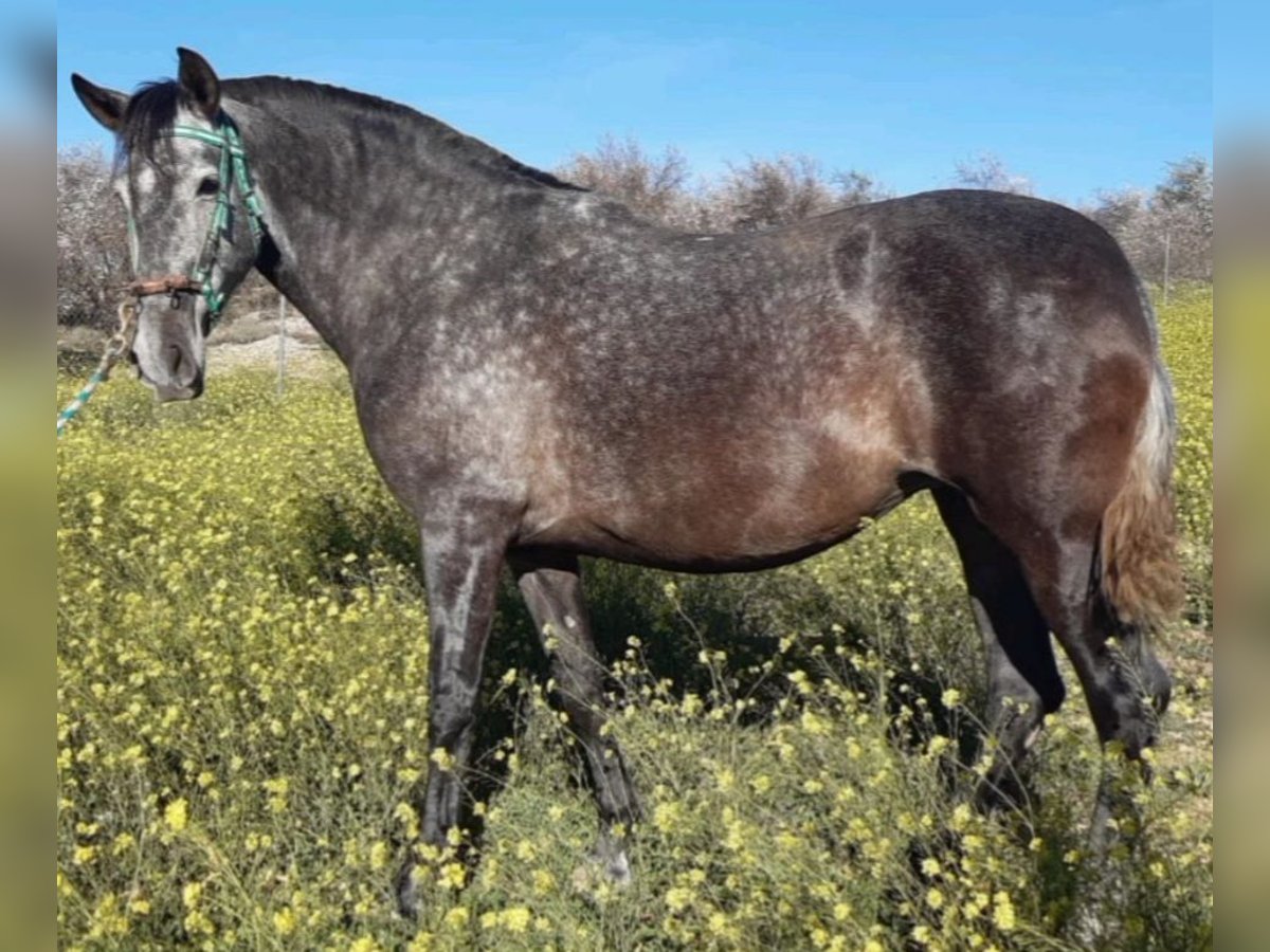 PRE Mix Mare 7 years 16,2 hh Gray in Estepa