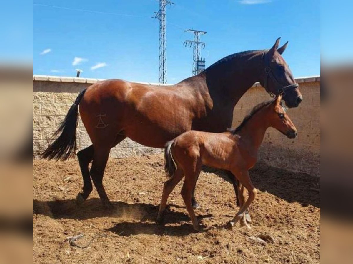 PRE Mare 7 years 16 hh Brown in Navalcan