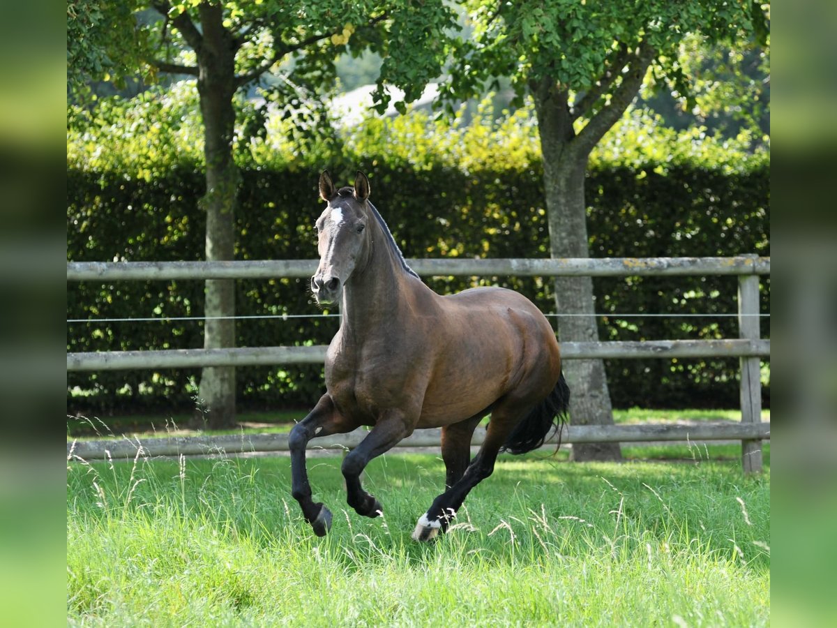 PRE Mare 7 years 16 hh Brown in Tourgeville