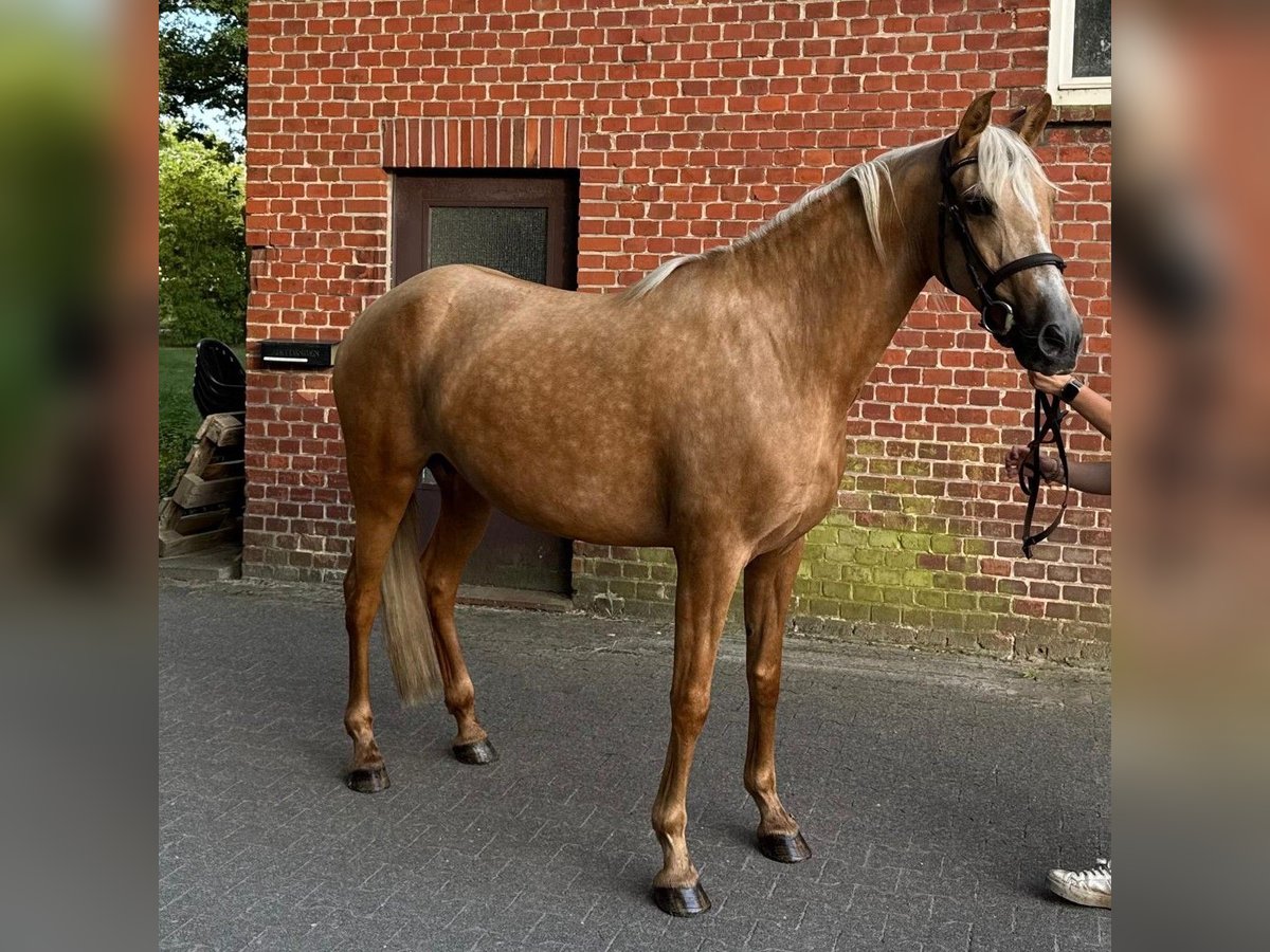 PRE Mix Mare 7 years 16 hh Palomino in Hamburg
