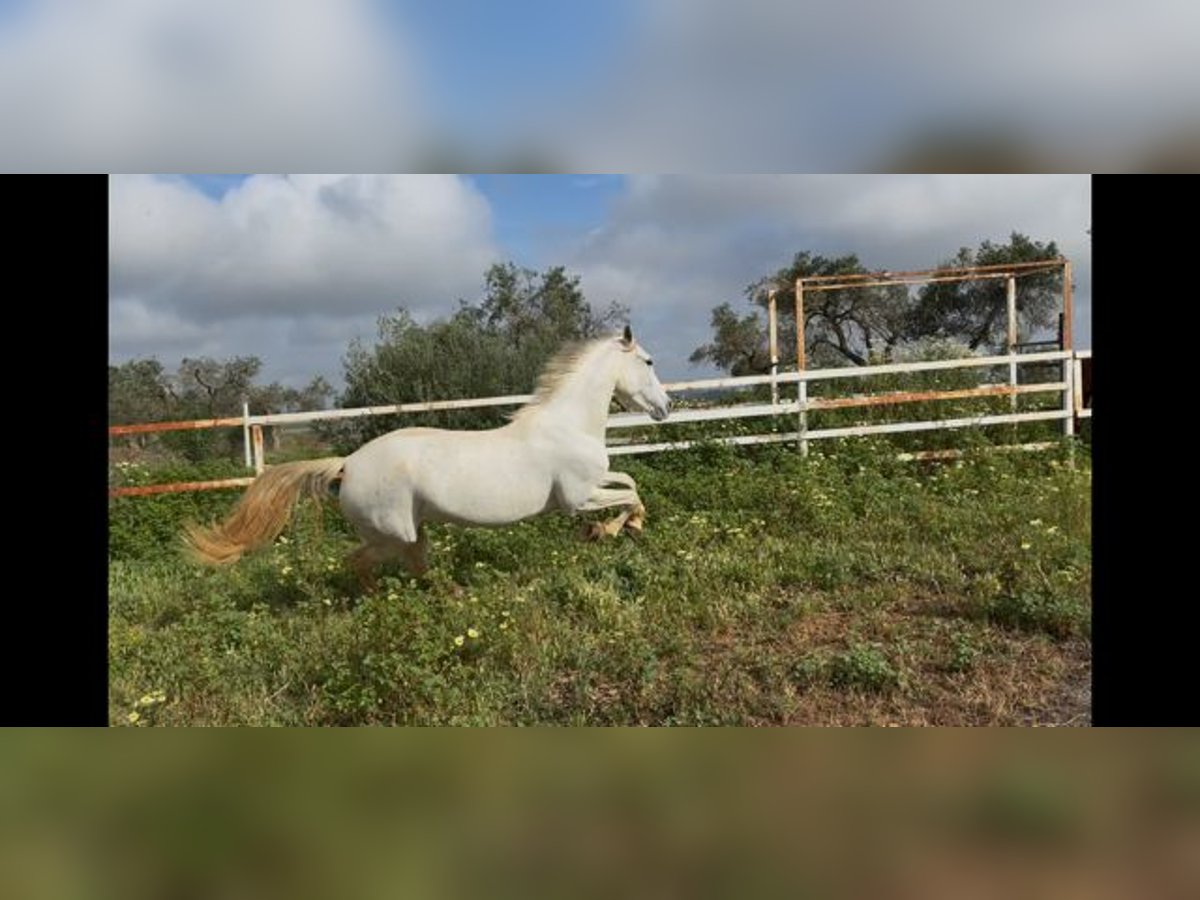 PRE Mare 7 years 16,1 hh Gray in Mairena Del Alcor