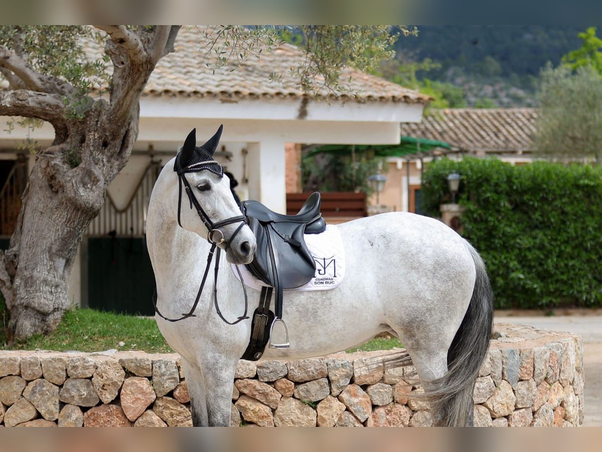 PRE Mare 7 years 16,1 hh Gray in Manacor