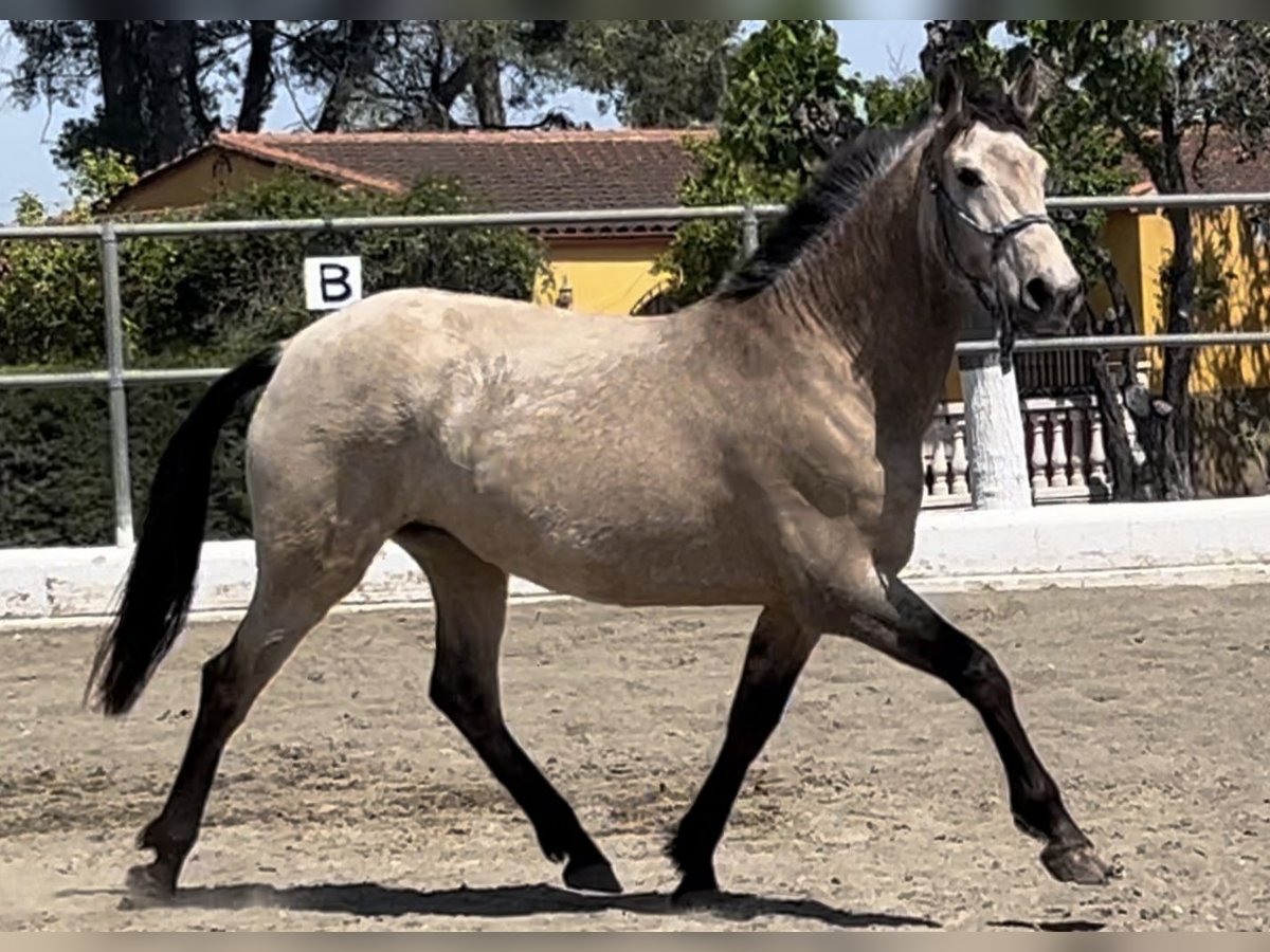 PRE Mare 8 years 15,2 hh Dun in Barcelona