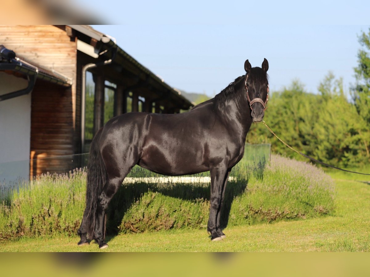 PRE Mare 8 years 15,3 hh Black in Kefermarkt