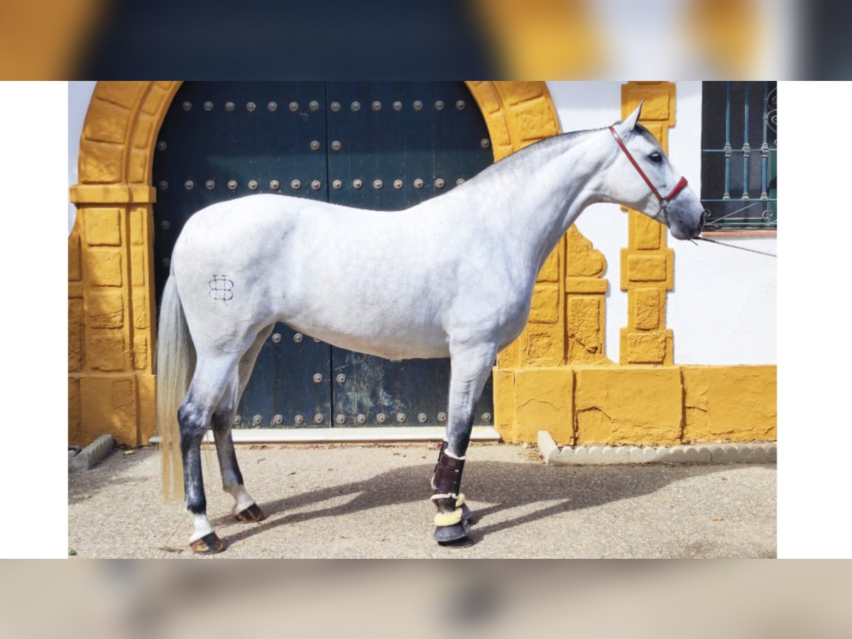 PRE Mix Mare 8 years 16,1 hh Gray in NAVAS DEL MADRONO