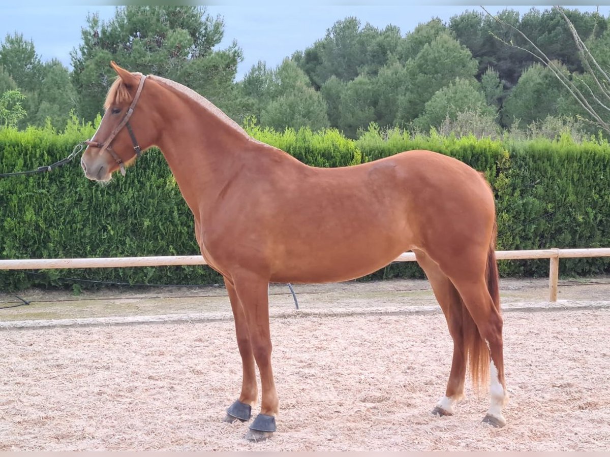 PRE Mix Mare 8 years 16,1 hh Chestnut-Red in Torrente