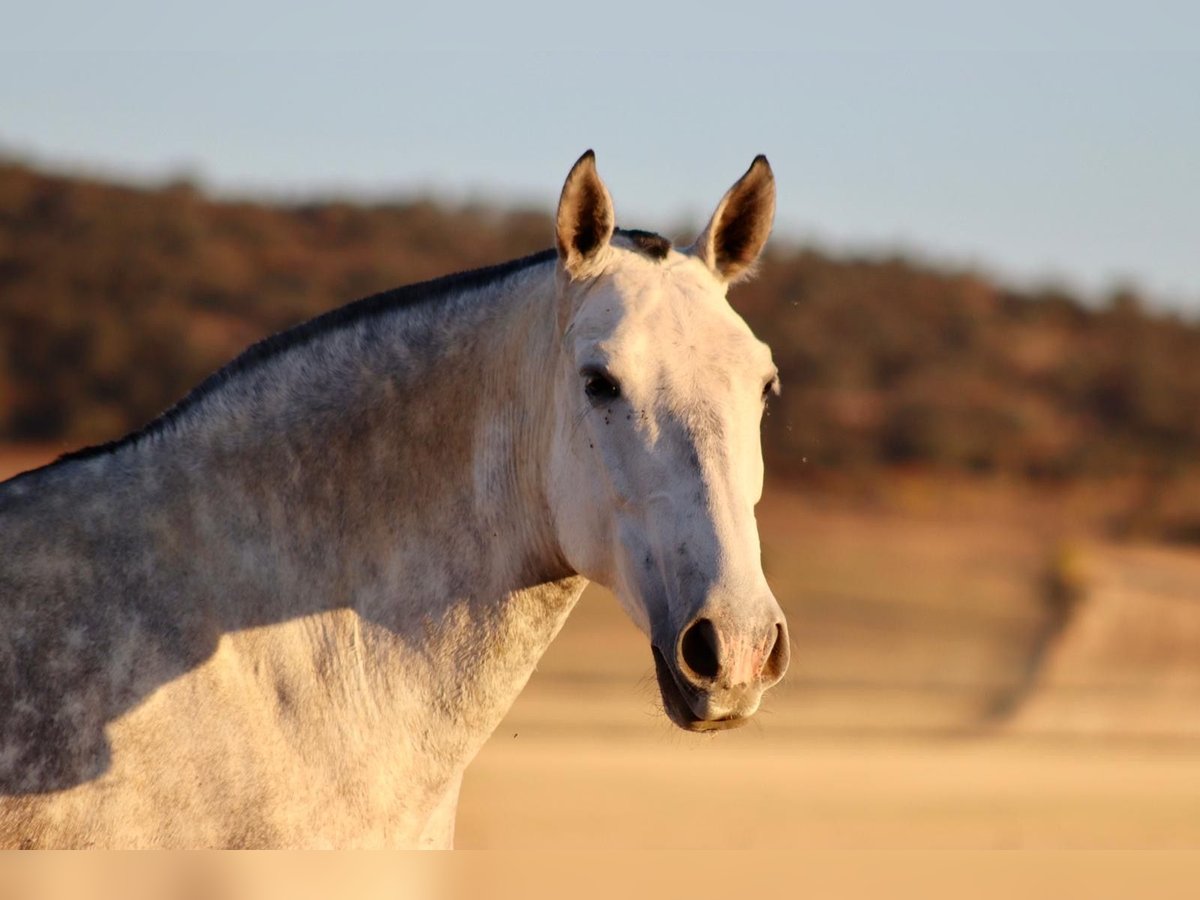 PRE Mix Mare 8 years 16,3 hh Grey in Fuente Obejuna