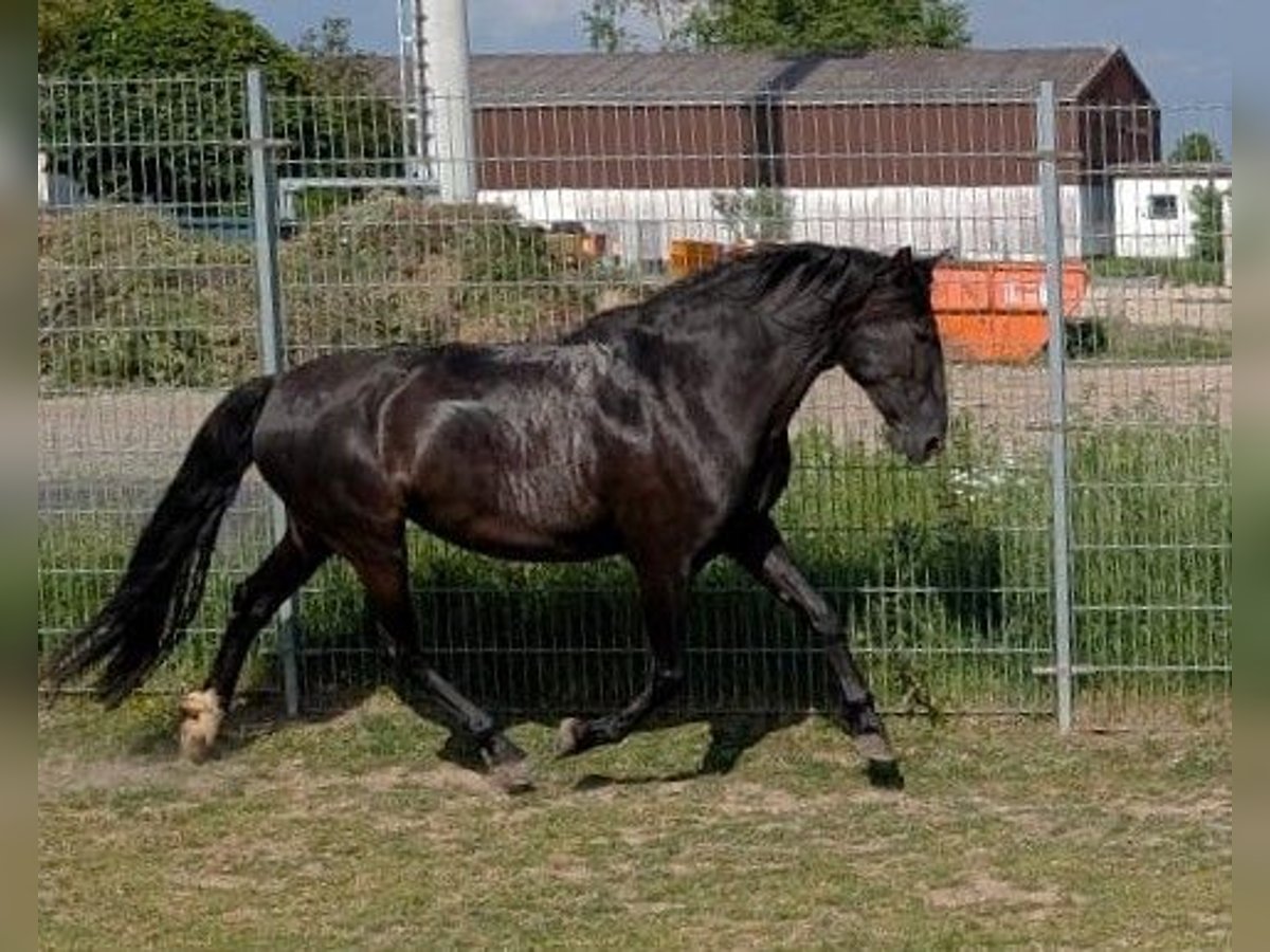 PRE Mix Mare 9 years 15,1 hh Black in Ober-M&#xF6;rlen