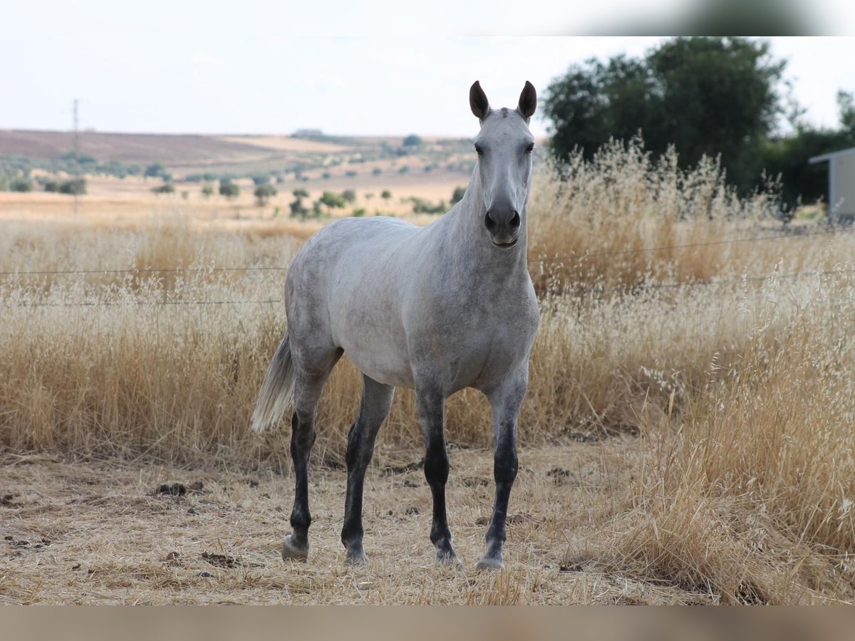 PRE Mix Mare 9 years 15,1 hh Gray in Hümmel