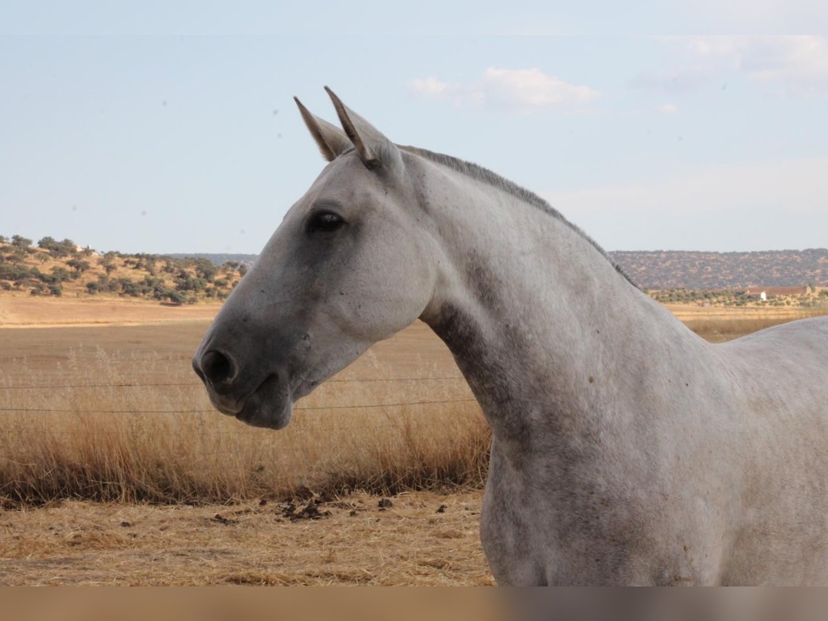 PRE Mix Mare 9 years 15,1 hh Grey in H&#xFC;mmel